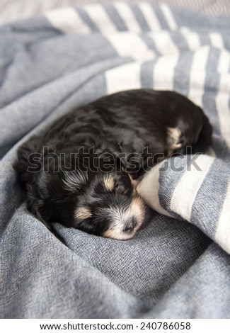 Tiny Puppy Sleeping on Bed