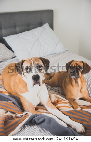 Boxer Mix Dog and Puggle Laying on Owner's Bed Looking at Camera