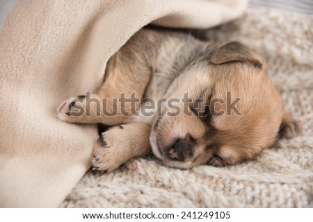 Tiny Puppy Sleeping in Bed Wrapped in  Wool Sweater
