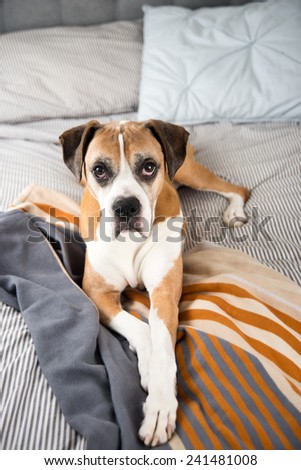 Boxer Mix Dog Laying on Owner\'s Bed Looking at Camera