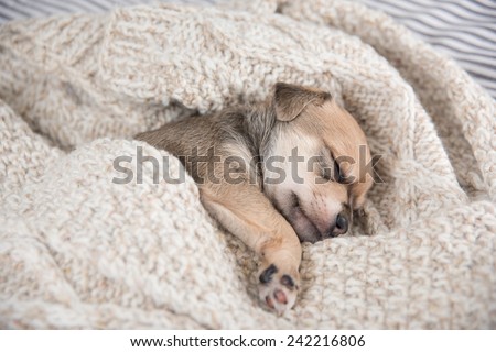 Tiny Puppy Sleeping in Bed Wrapped in  Wool Sweater