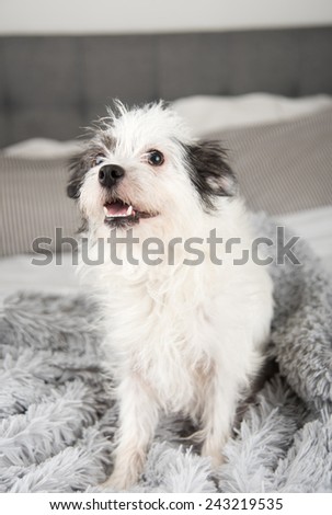 Cute White Dog with Black Spots Sitting on Fluffy Gray Blanket