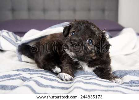Small Fluffy Puppy Scratching on Gray Striped Blanket