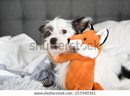 Fluffy White Terrier Dog Relaxing being Hugged by Orange Fox Toy