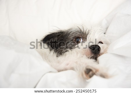 Fluffy White and Black Dog Sleeping in Human  Bed