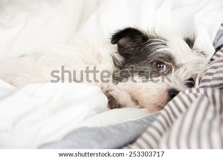 Fluffy White and Black Dog Sleeping in Human  Bed