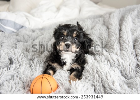 Tiny Puppy on Fluffy Blanket with Orange Basketball Toy