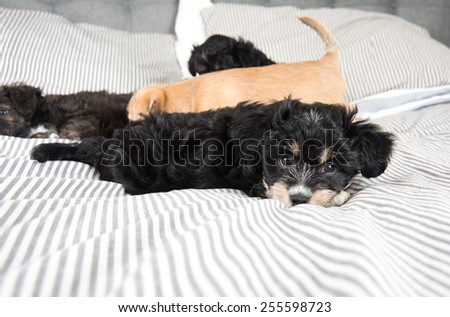 Small Fluffy Puppies Playing on Large Bed
