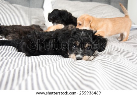 Small Fluffy Puppies Playing on Large Bed