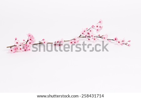 Small Branch of Cherry Blossoms on White Background