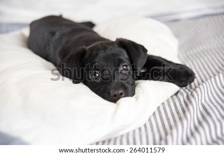 Black Small Puppy Relaxing on Human Bed
