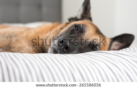 Close up of Sleeping Dog\'s Nose