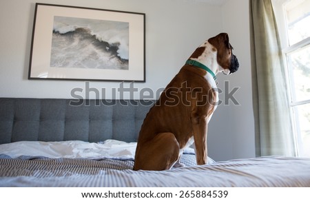 Sad Boxer Sitting on Owner\'s Bed and Looking Outside the Window