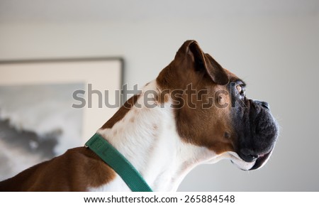 Sad Boxer Sitting on Owner\'s Bed and Looking Outside the Window