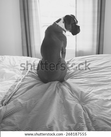 Black and White photo of  Boxer Dog Sitting on Bed in front of Window
