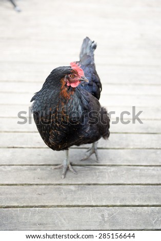 Black Chicken Walking on Wooden Patio