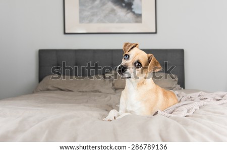 Cute Sand Colored Rat Terrier Mix Dog with Different Colored Eyes Relaxing on Linen Blanket