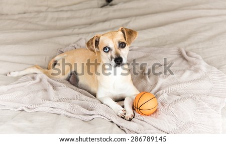 Cute Sand Colored Rat Terrier Mix Dog with Small Basketball Toy