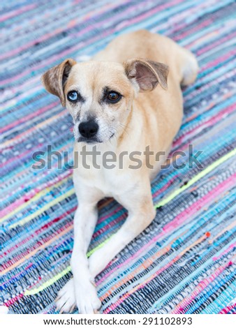 Cute Sand Colored Rat Terrier Mix Dog with Different Colored Eyes Laying on Patio on Multicolored Rug