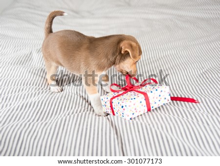 Adorable Chocolate Colored Terrier Mix Puppy Playing with Small Wrapped Present