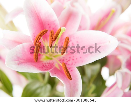 Beautiful Pink Lilies on White Background