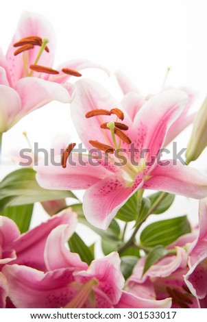 Beautiful Pink Lilies on White Background