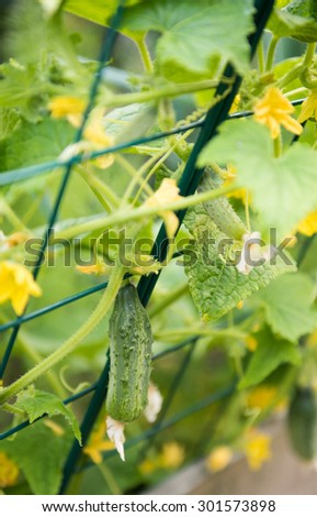 Fresh Organic Cucumbers Growing on Backyard