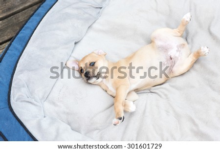 Goofy Blue Eyed Little Puppy Relaxing on Dog Bed Outside