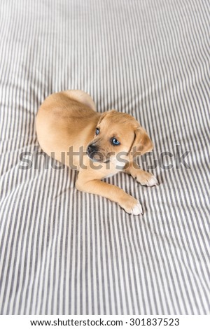 Small Puppy with Blue Eyes Relaxing on Striped Bed