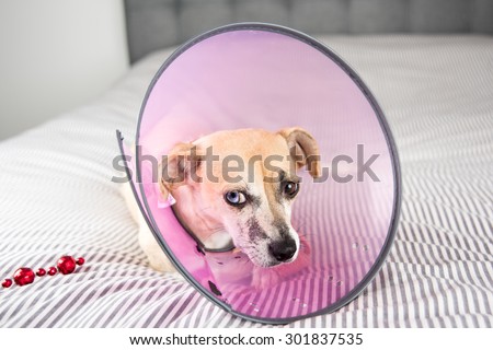 Terrier Dog Not Excited to Wear Medical Cone on it\'s Neck