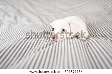 Adorable White Small Terrier Mix Puppy with Blue Eyes Relaxing on Striped Bed