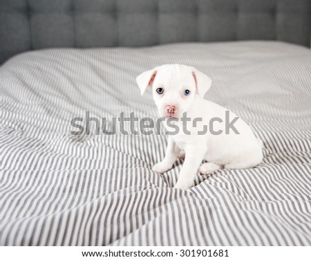 Shy White Puppy with Blue Eyes on Bed