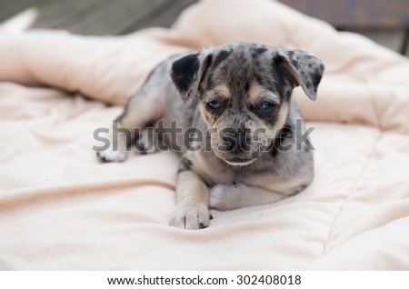 Small Black and Gray Puppy Laying Outside on Dog Bed
