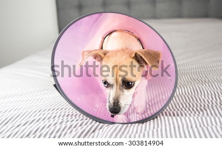 Terrier Dog Not Excited to Wear Medical Cone on it\'s Neck