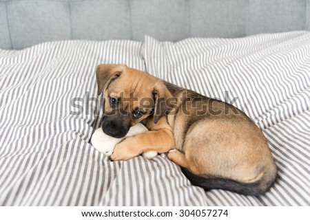 Small Mixed Breed Brown and Black Puppy Relaxing on Human Bed