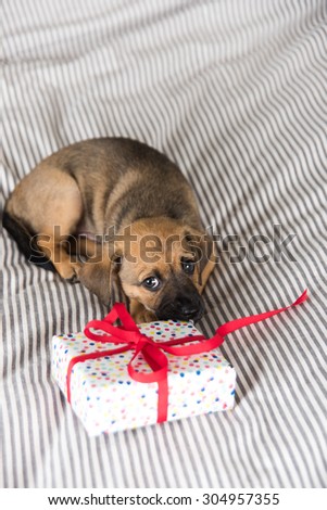 Adorable Puppy Playing with Small Wrapped Present