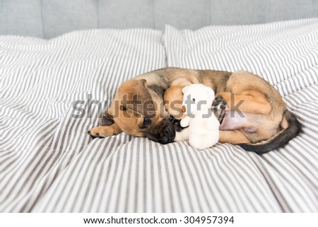 Small Mixed Breed Brown and Black Puppy Relaxing on Human Bed