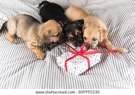 Three Adorable Terrier Mix Puppies Playing with Small Wrapped Present