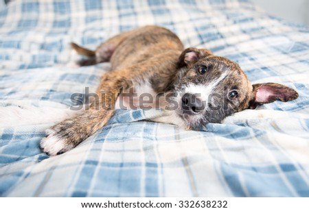 Young Brindle Terrier Mix Puppy Laying on Blue Plaid Plush Blanket