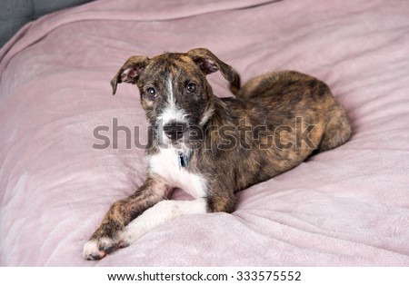 Young Brindle Terrier Mix Puppy Laying on Pink Plush Blanket
