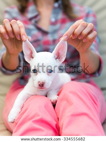 Small All White Terrier Mix Puppy with Blue Eyes Relaxing on Woman\'s Lap