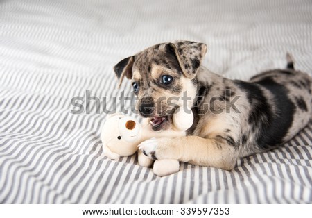 Adorable Gray and Black Terrier Mix Puppy Playing with Small Teddy Bear