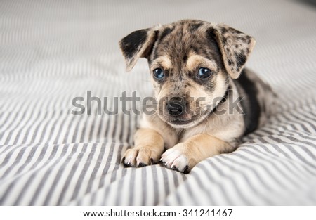Adorable Terrier Mix Marble Colored Puppy on Bed