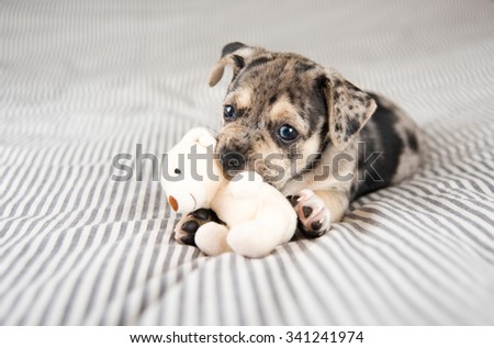 Adorable Gray and Black Terrier Mix Puppy Playing with Small Teddy Bear