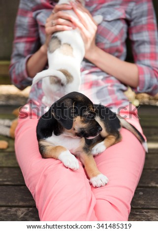 Small Terrier Mix Puppy Relaxing on Woman\'s Lap On Summer Day