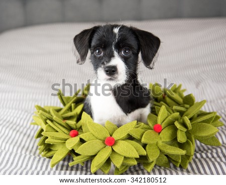 Small Black and White Terrier Mix Puppy Sitting in Christmas Wreath