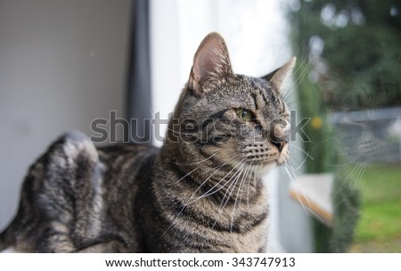 Gray Tabby Cat Watching Birds Outside Through a Window
