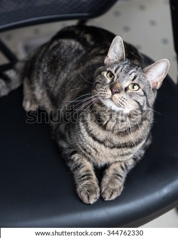 Gray and Black Tabby Cat Relaxing on Black Office Chair