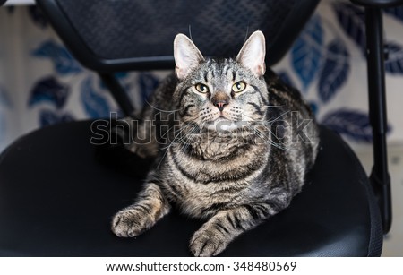Gray and Black Tabby Cat Relaxing on Black Office Chair