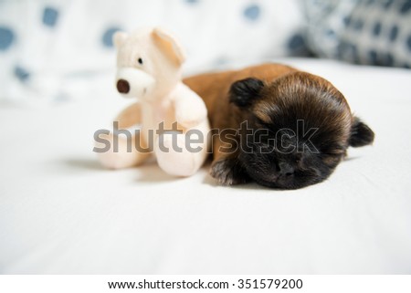 Small Brown Two Weeks Old Puppy Sleeping Next to Teddy Bear